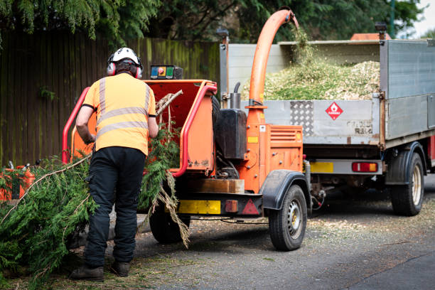 Best Tree Care Services  in Edgerton, MN